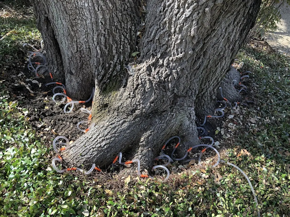 Detailed Tree Cabling and Bracing job site in Dike