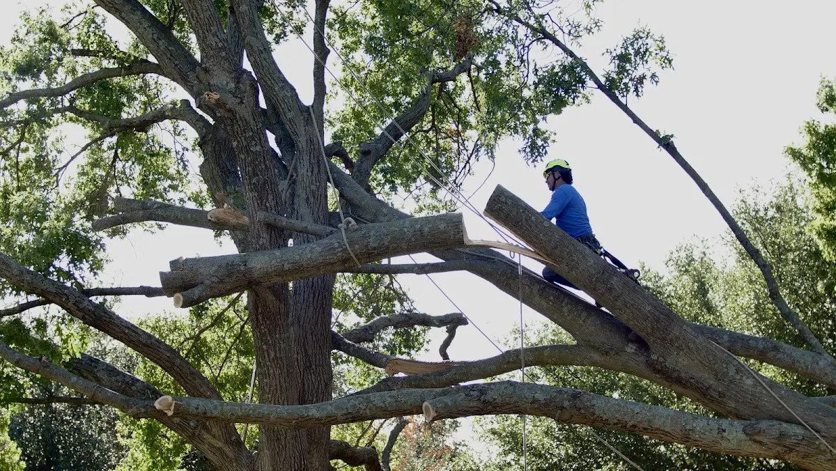 Professional Hazardous Tree Removal performed by certified arborists in Dike