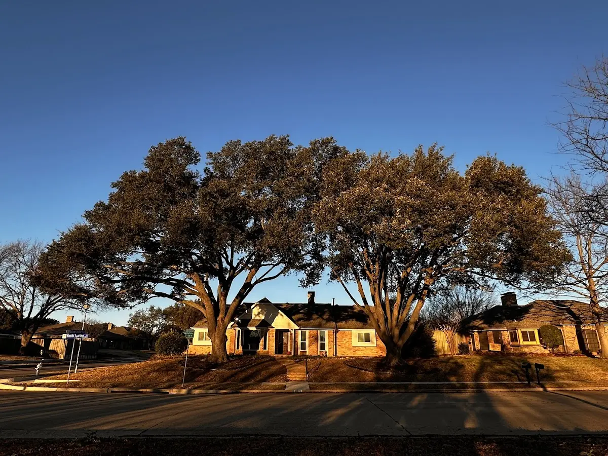 Established residential canopy tree shading a home in Dike